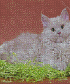 Grey Selkirk Rex Cat Diamond Painting