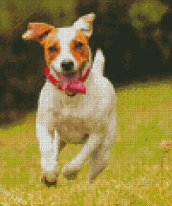 Happy Bichon Jack Russell Dog Diamond Paintings