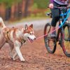 Husky Dog With Bicycle Diamond Painting