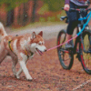 Husky Dog With Bicycle Diamond Painting