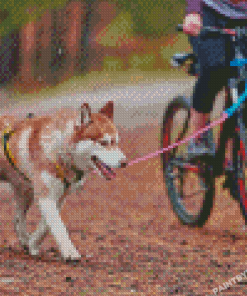 Husky Dog With Bicycle Diamond Painting