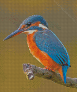 Kingfisher Halcyon Bird Diamond Painting