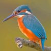 Kingfisher Halcyon Bird Diamond Painting