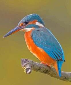 Kingfisher Halcyon Bird Diamond Painting