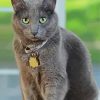 Korat Cat Diamond Painting