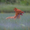 Pharaoh Hound Diamond Painting