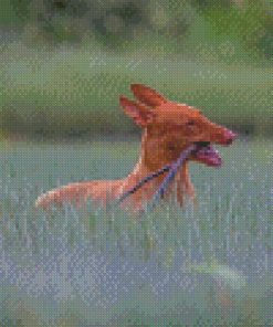 Pharaoh Hound Diamond Painting