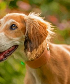 Saluki Dog Diamond Painting