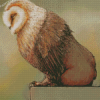 Sleepy Baby Owl Bear Diamond Paintings