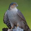 Sparrowhawk Bird Diamond Painting