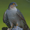 Sparrowhawk Bird Diamond Painting