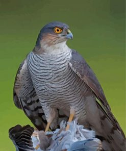 Sparrowhawk Bird Diamond Painting