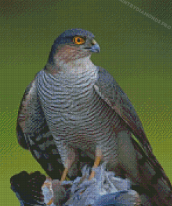 Sparrowhawk Bird Diamond Painting