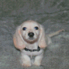 White Mini Dachshund Diamond Paintings