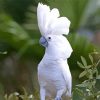 White Umbrella Cockatoo Diamond Painting