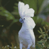 White Umbrella Cockatoo Diamond Painting