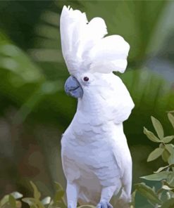 White Umbrella Cockatoo Diamond Painting