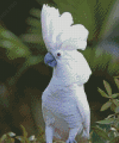 White Umbrella Cockatoo Diamond Painting