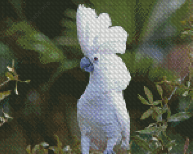 White Umbrella Cockatoo Diamond Painting