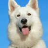 White German Shepherd Diamond Painting