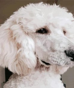 White Poodle Diamond Paintings