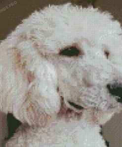 White Poodle Diamond Paintings