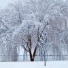 Winter Willow Tree Diamond Paintings