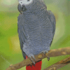 African Parrot On Tree Diamond Painting