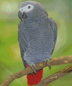 African Parrot On Tree Diamond Painting