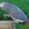 African Gray Parrot Bird Diamond Painting