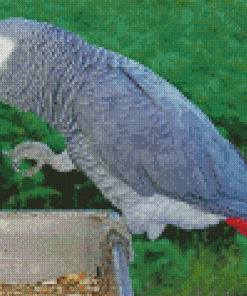 African Gray Parrot Bird Diamond Painting