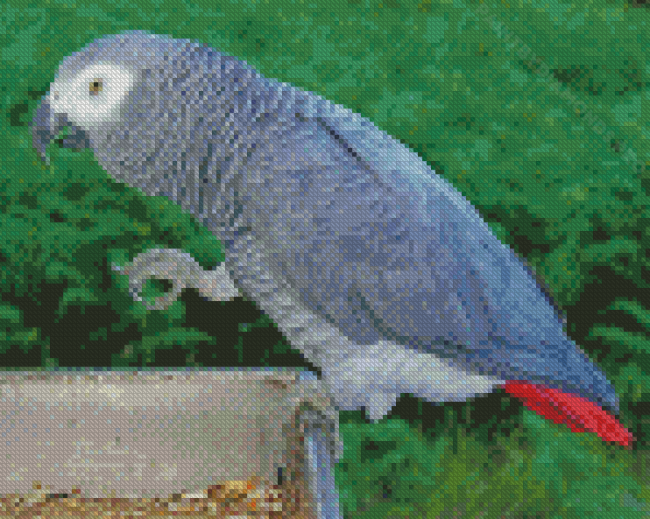 African Gray Parrot Bird Diamond Painting