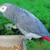 African Gray Parrot Bird Diamond Painting