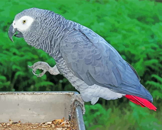 African Gray Parrot Bird Diamond Painting