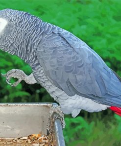 African Gray Parrot Bird Diamond Painting