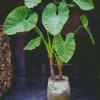 Alocasia Plants Diamond Painting