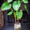 Alocasia Plants Diamond Painting