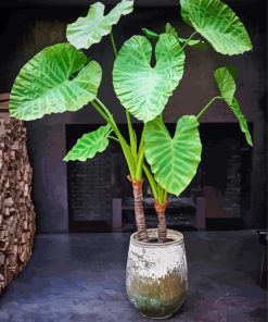 Alocasia Plants Diamond Painting