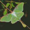 American Moon Moth Diamond Painting