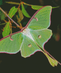 American Moon Moth Diamond Painting