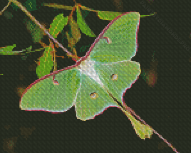 American Moon Moth Diamond Painting