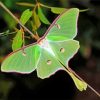 American Moon Moth Diamond Painting