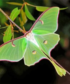 American Moon Moth Diamond Painting