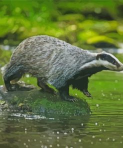 Badger Animal By Water Diamond Painting