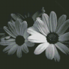 Black And White Daisies Diamond Painting