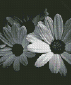 Black And White Daisies Diamond Painting