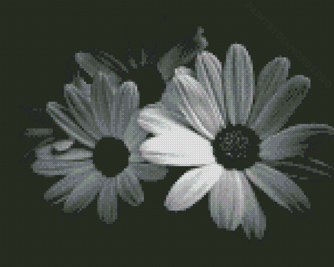 Black And White Daisies Diamond Painting