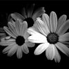 Black And White Daisies Diamond Painting