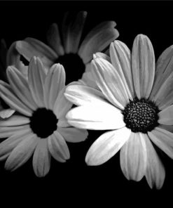 Black And White Daisies Diamond Painting