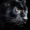 Black And White Panther Face Diamond Painting